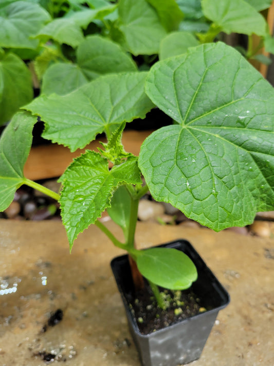 2025 Linn Ranch Plant Sale