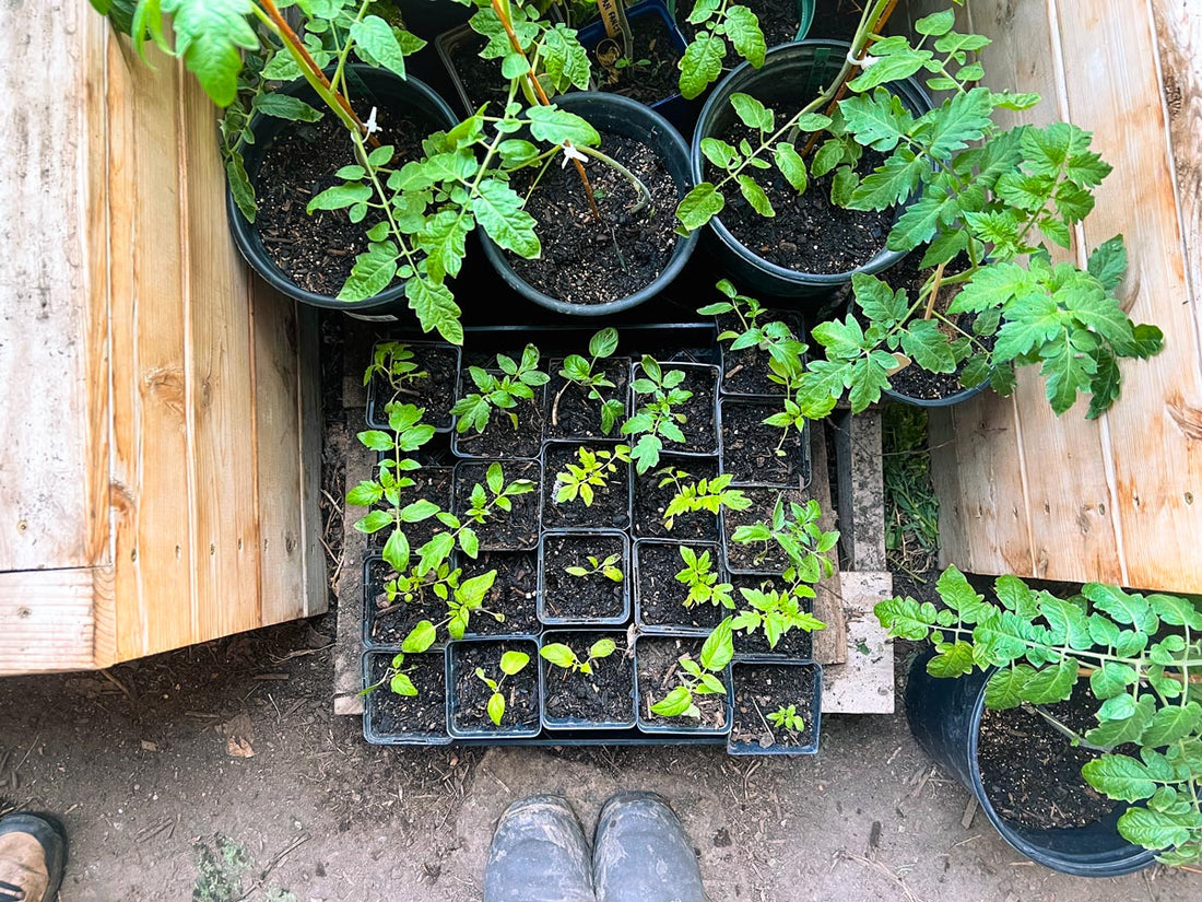 2023 Plant Start Sale!