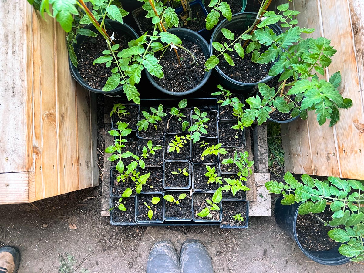 2023 Plant Start Sale!