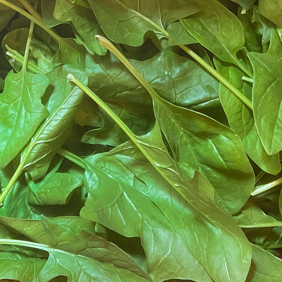 2025 Linn Ranch Gardens CSA Membership