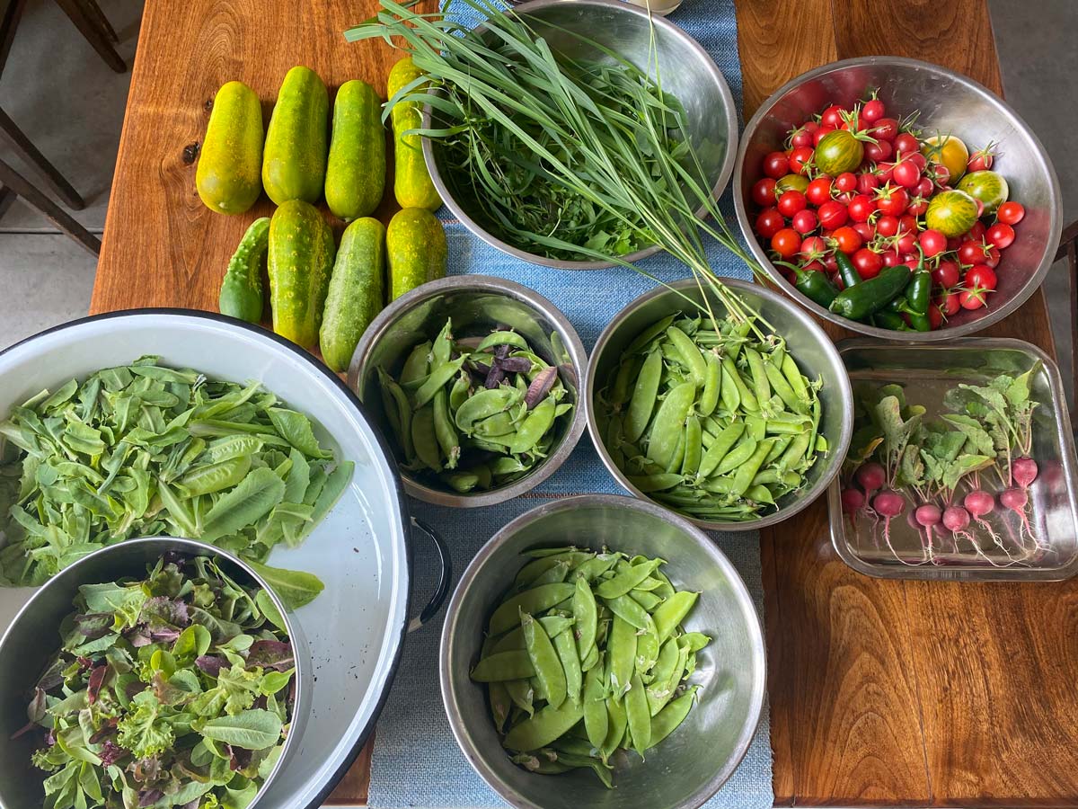 EARLY-BIRD 2024 Linn Ranch Gardens CSA Membership