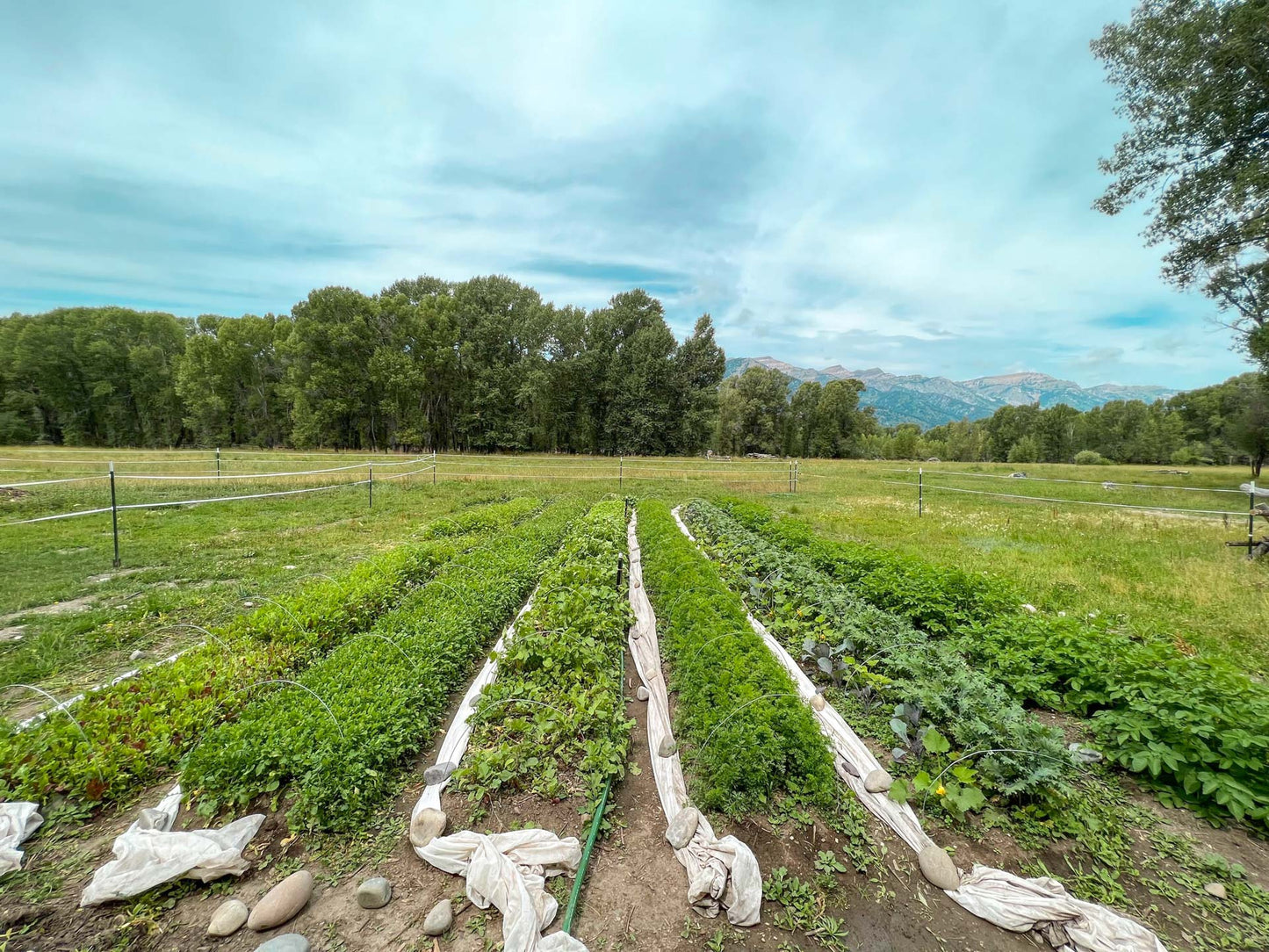 EARLY-BIRD 2024 Linn Ranch Gardens CSA Membership