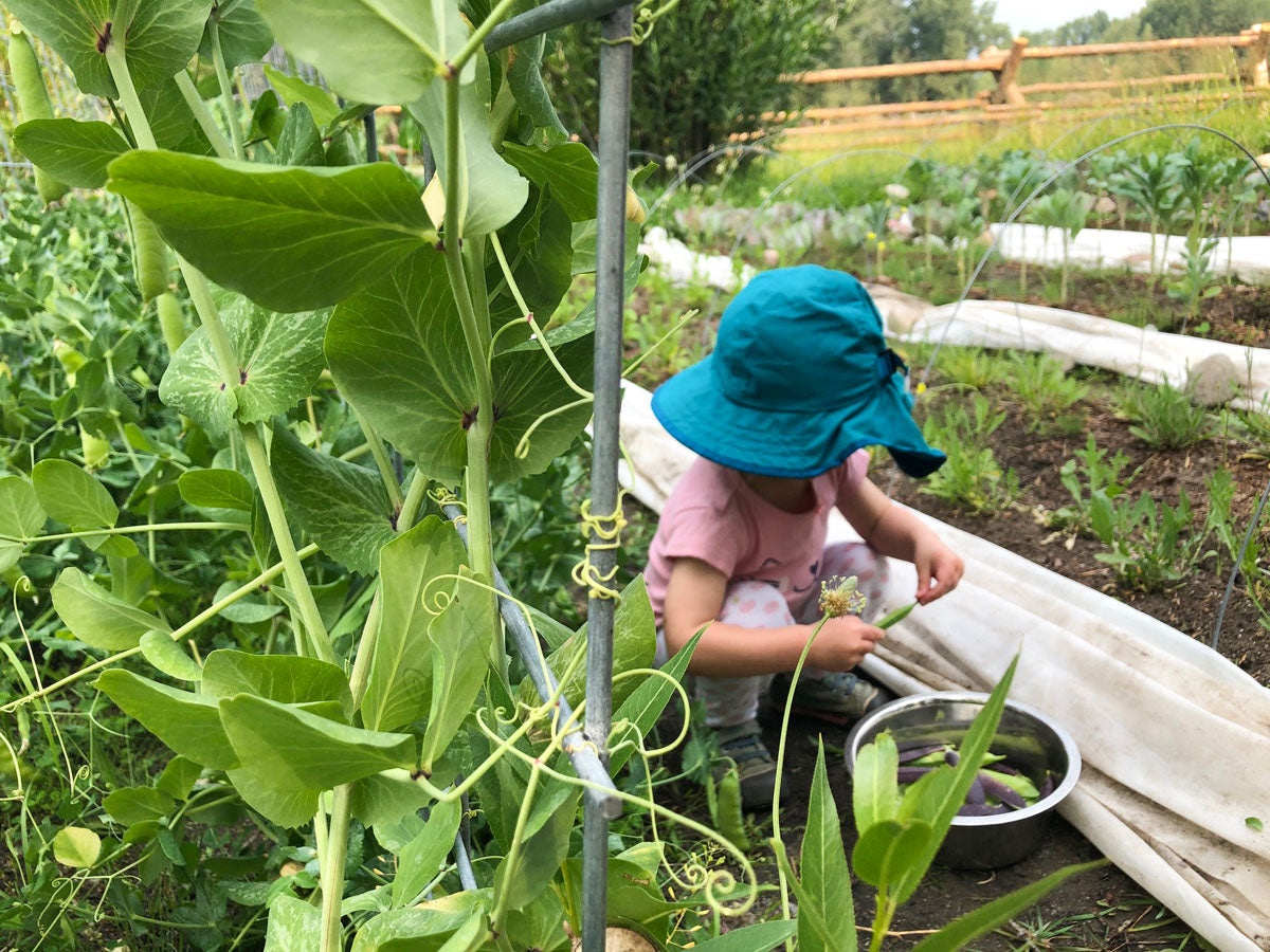 EARLY-BIRD 2024 Linn Ranch Gardens CSA Membership