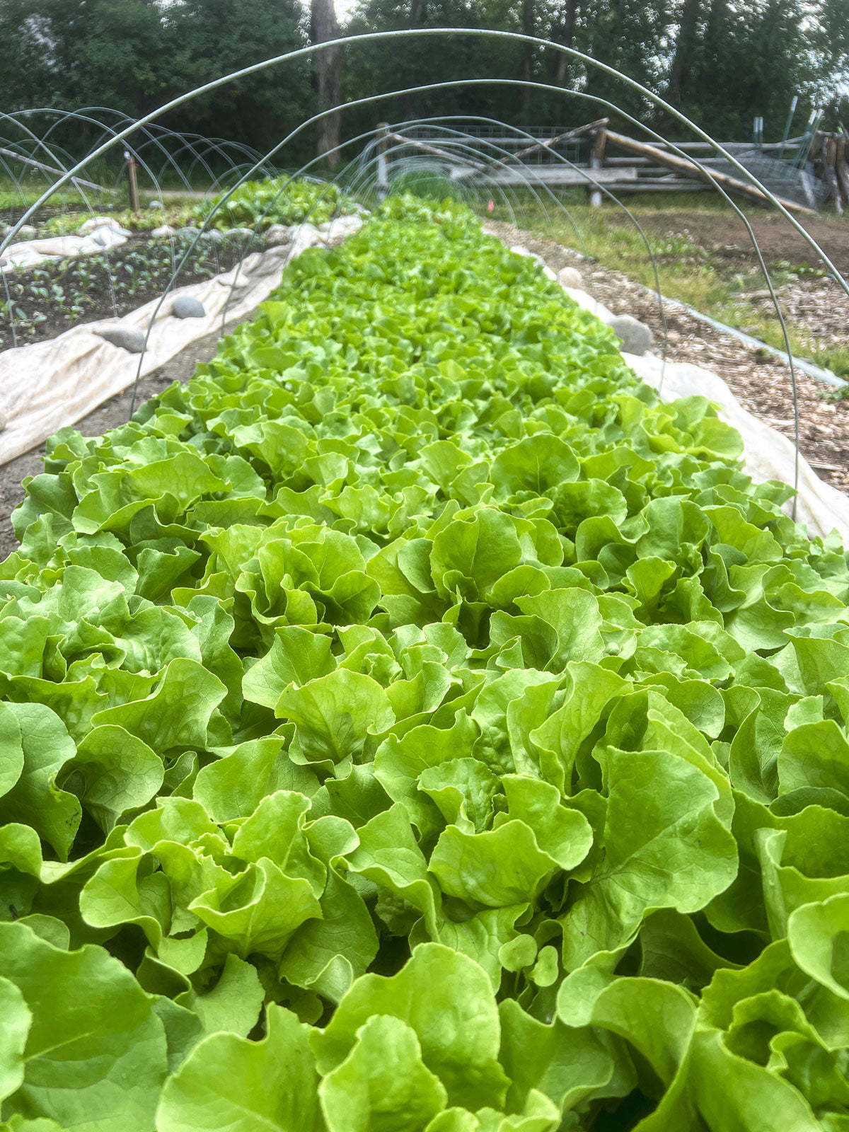 2025 Linn Ranch Gardens CSA Membership