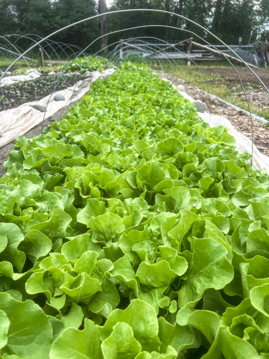 Butter Lettuce