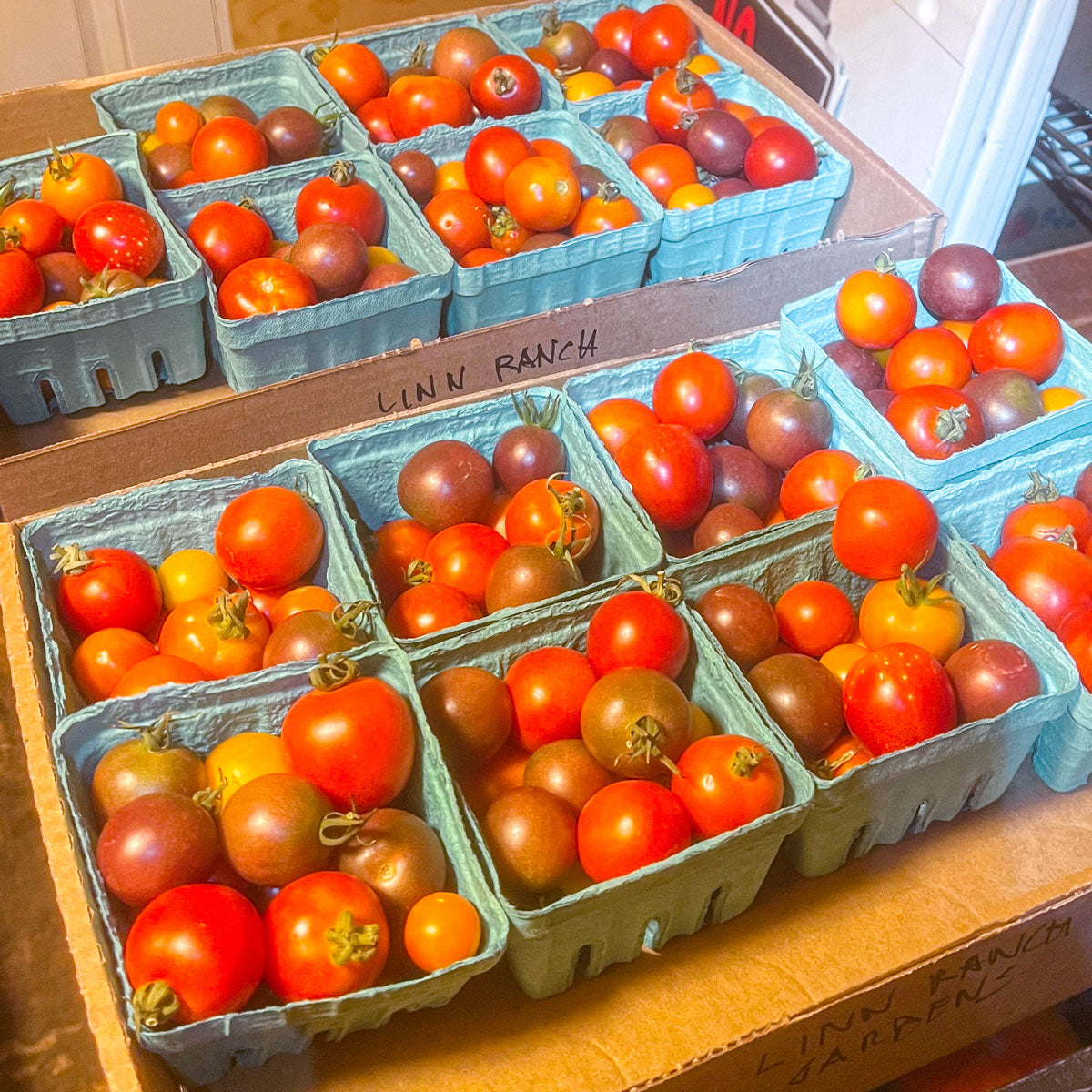 Cherry Tomatoes