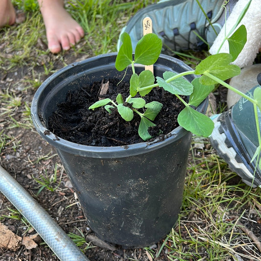 Snap Pea Start