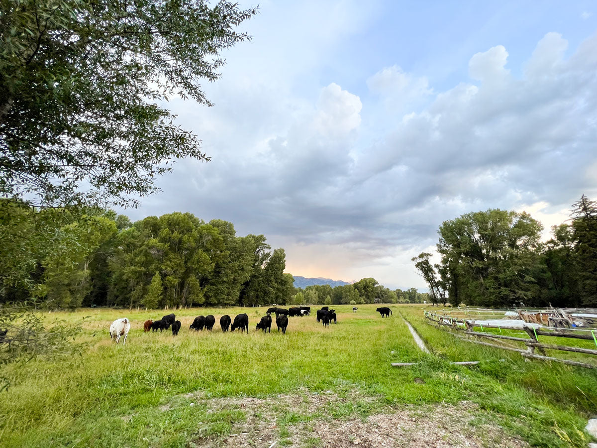 Linn Ranch 100% Grass-Fed Beef