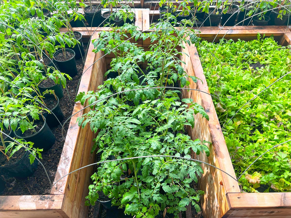 Tomatoes, Tomatoes, Tomatoes! 🍅