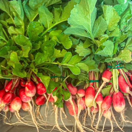 French Breakfast Radishes
