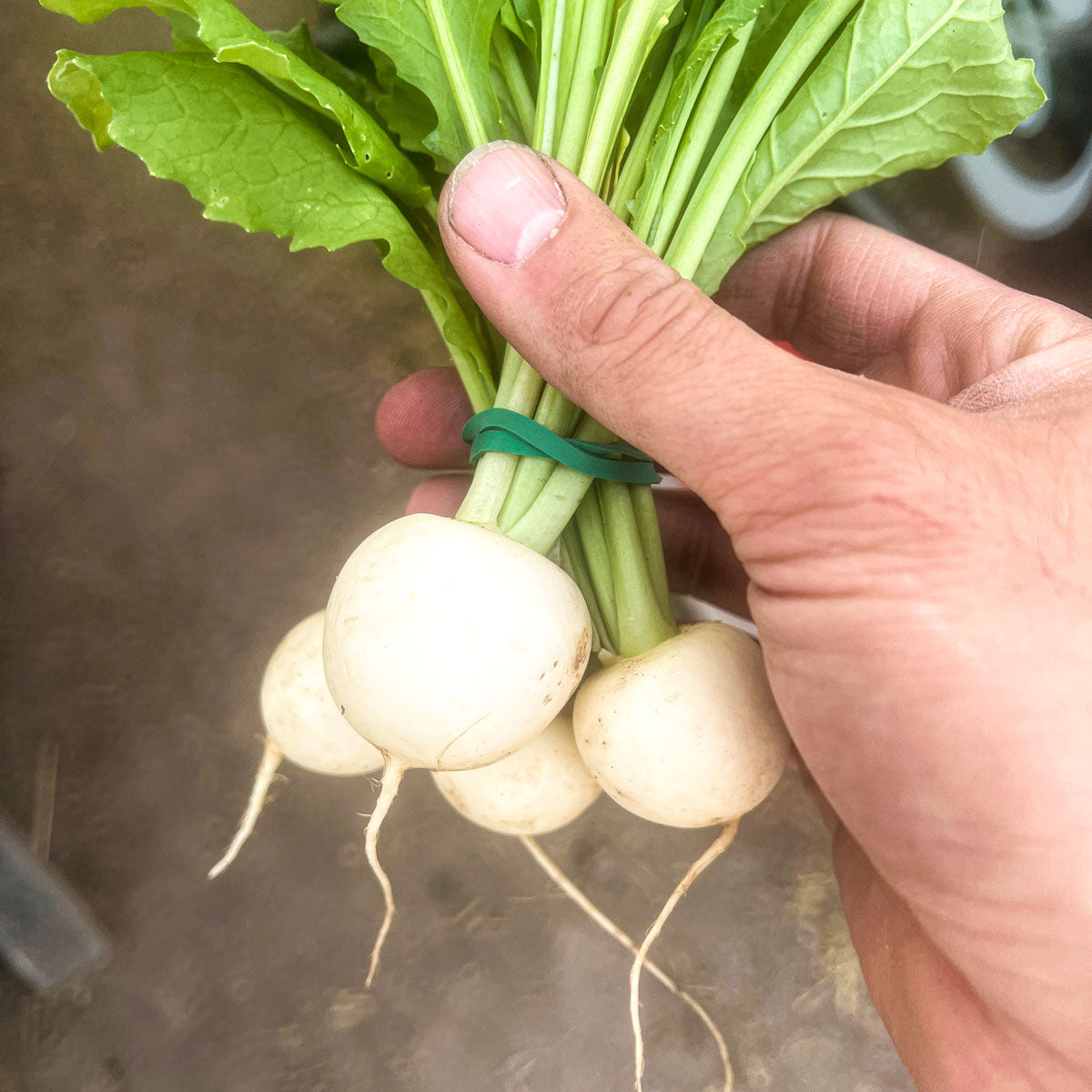 Hakurei Turnips