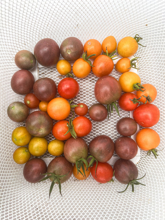 Cherry Tomatoes