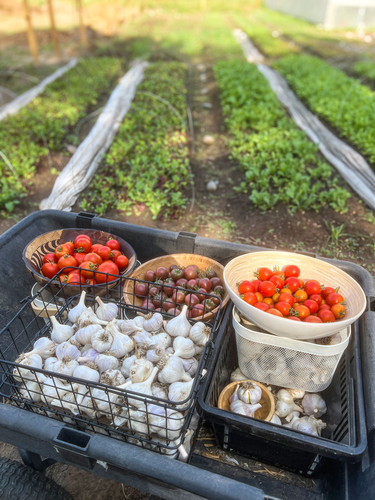 2025 Linn Ranch Gardens CSA Membership - EARLY-BIRD SALE