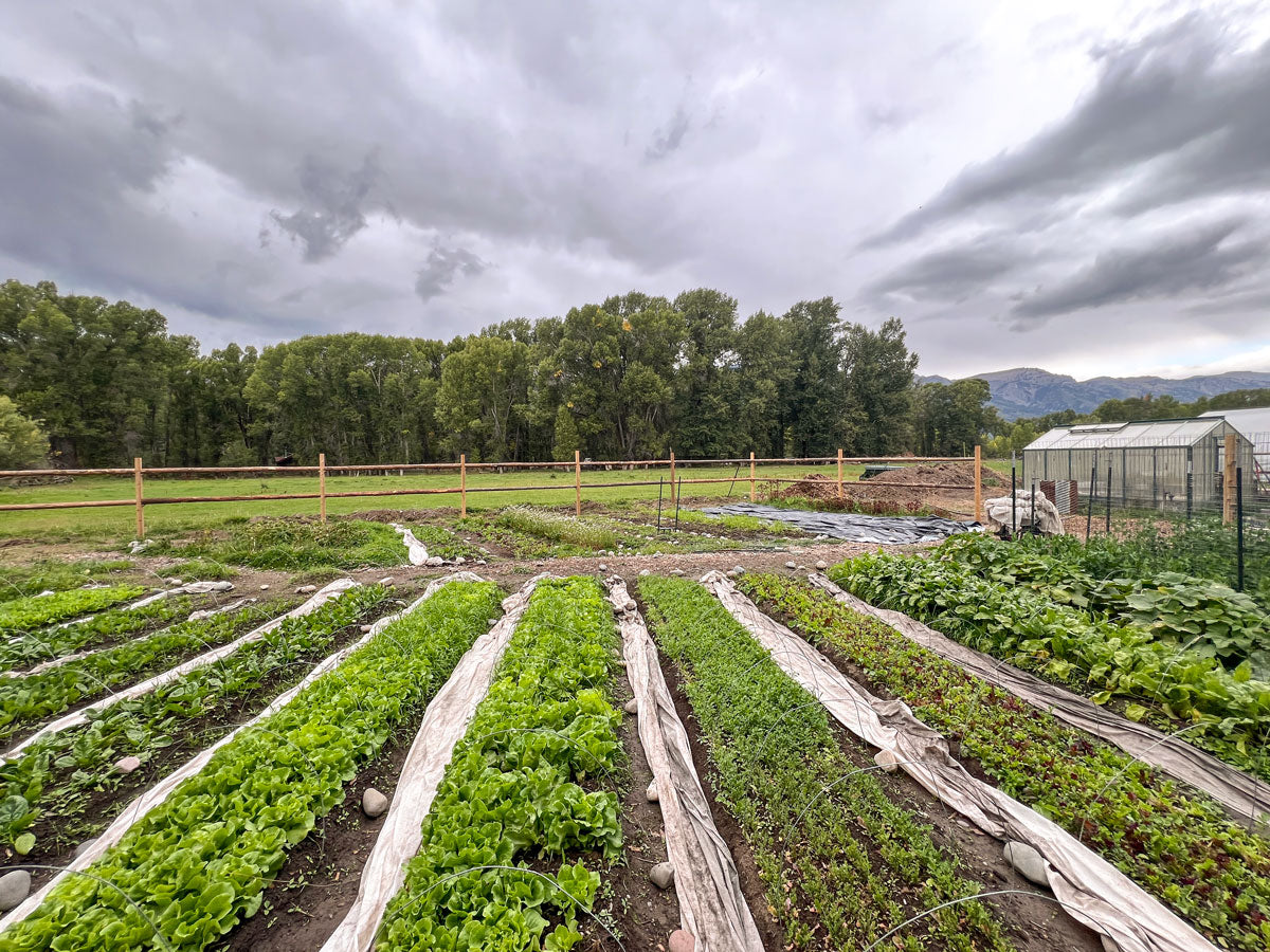 2025 Linn Ranch Gardens CSA Membership - EARLY-BIRD SALE