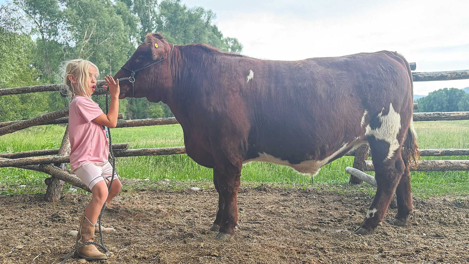 Child feeding a cow in a grassy field with a wooden fence.