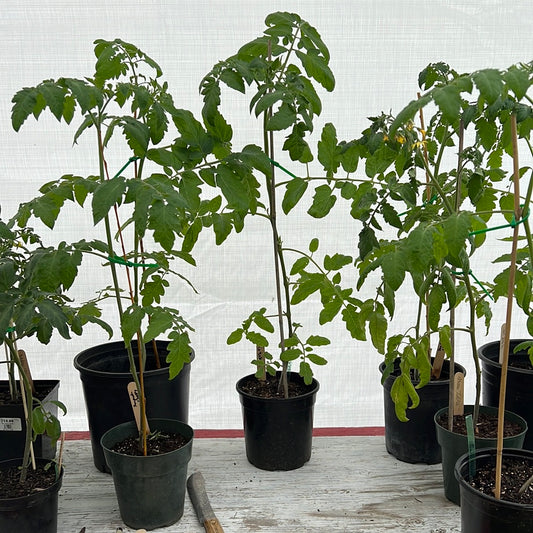 Large Tomtato Start