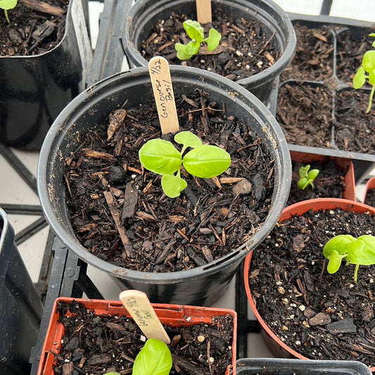 Genovese Basil Plant Start