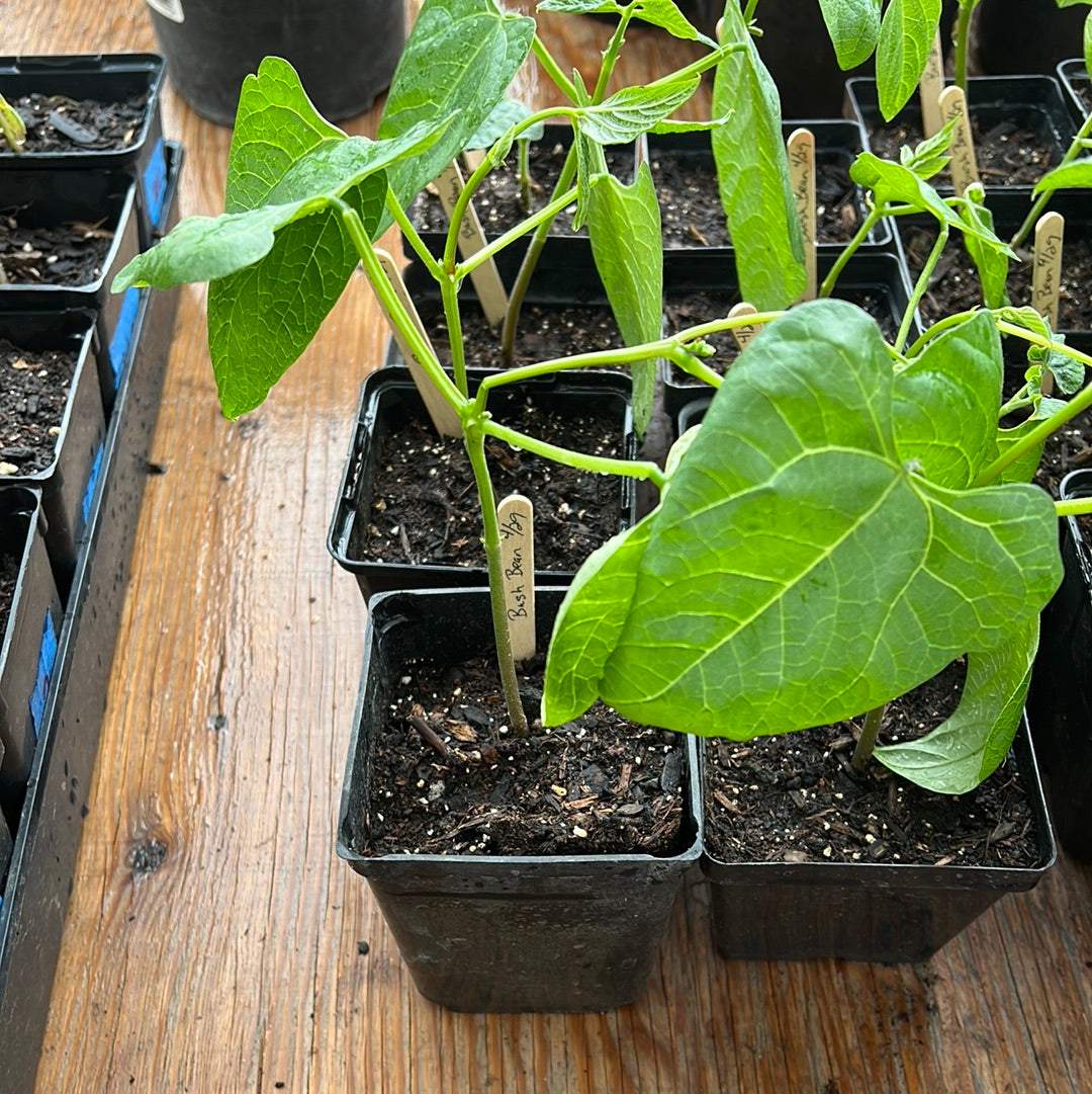Provider Bush Bean Plant Start