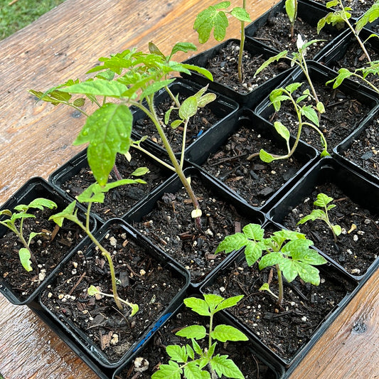 Small Tomato Start