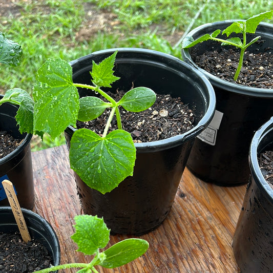 Cucumber Start